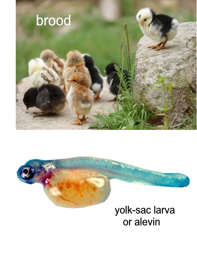 Alevin or yolk-sac larva